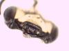 Andrena labialis
